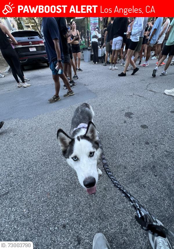 Lost Female Dog last seen Canterbury & Osborne’s , Los Angeles, CA 91331