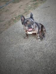 Lost Female Dog last seen 14th and 15th v st, Sacramento, CA 95817