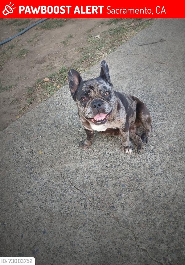 Lost Female Dog last seen 14th and 15th v st, Sacramento, CA 95817