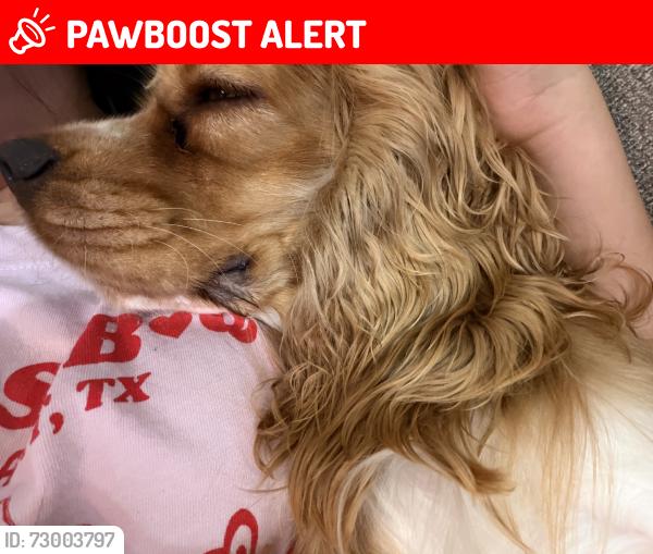 Lost Female Dog last seen Clifford St, Cherry Ln, Veterans Park, Central Park, West Elementary, Brewer Middle School, Brewer High School, Splash Dayz., White Settlement, TX 76108