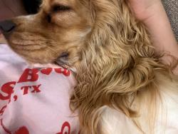 Lost Female Dog last seen Clifford St, Cherry Ln, Veterans Park, Central Park, West Elementary, Brewer Middle School, Brewer High School, Splash Dayz., White Settlement, TX 76108