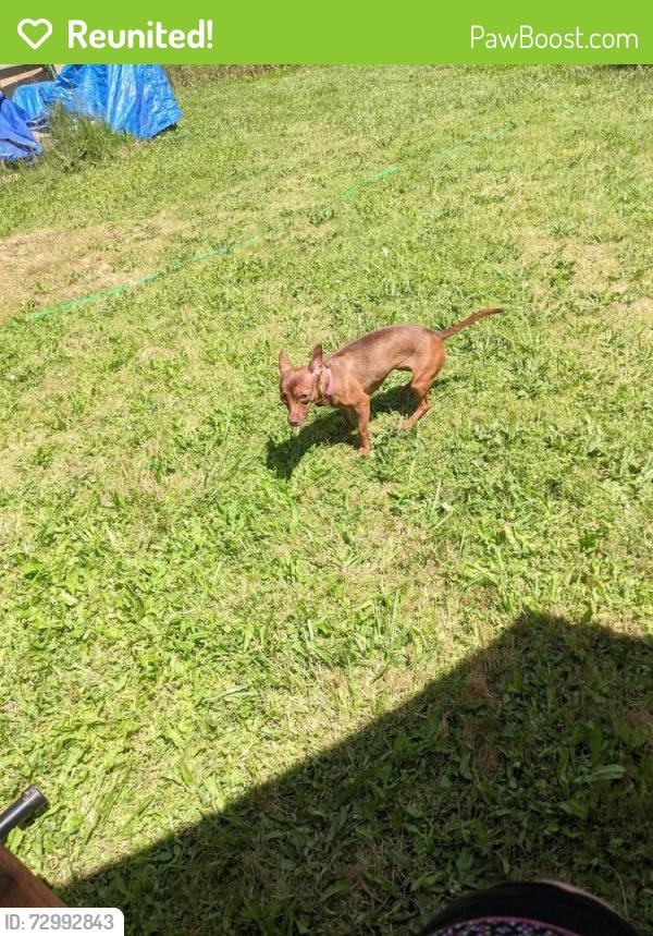 Reunited Female Dog last seen Ne aurora and ne lenox, Hillsboro, OR 97124