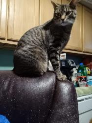 Lost Female Cat last seen Ne 282 ave, Vancouver, WA 98682