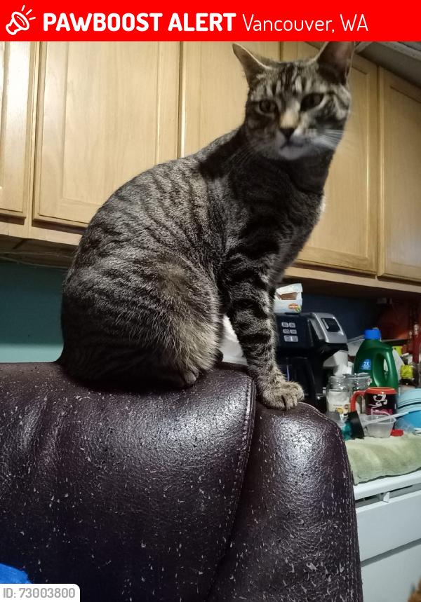 Lost Female Cat last seen Ne 282 ave, Vancouver, WA 98682