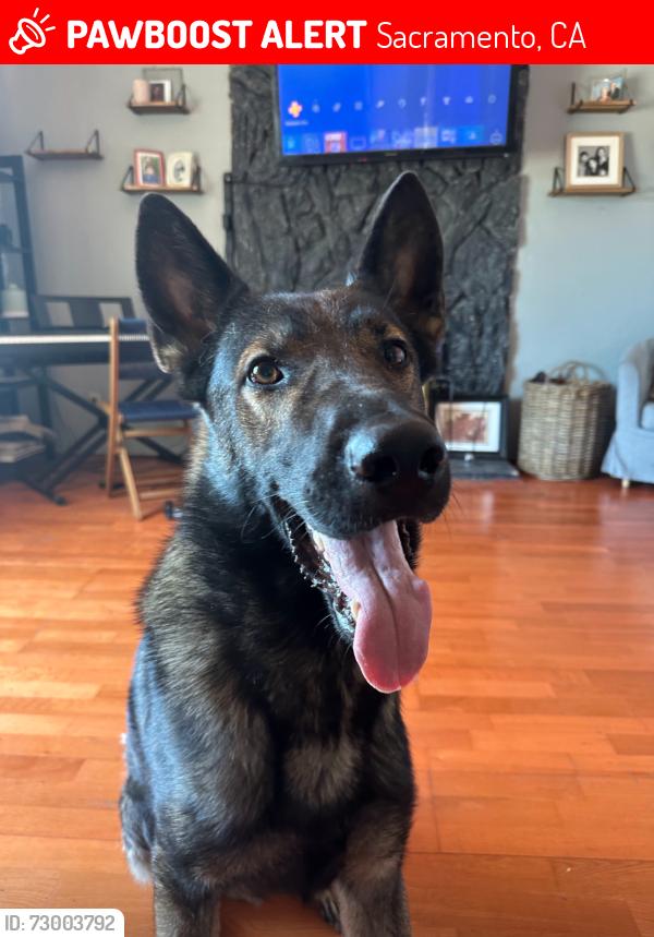 Lost Male Dog last seen Norwood & Main, Sacramento, CA 95838