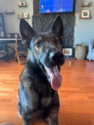 Lost Male Dog last seen Norwood & Main, Sacramento, CA 95838