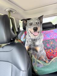 Found/Stray Male Dog last seen King’s Crossing Neighborhood on Stock Rd. and Porter Rd., Harris County, TX 77449