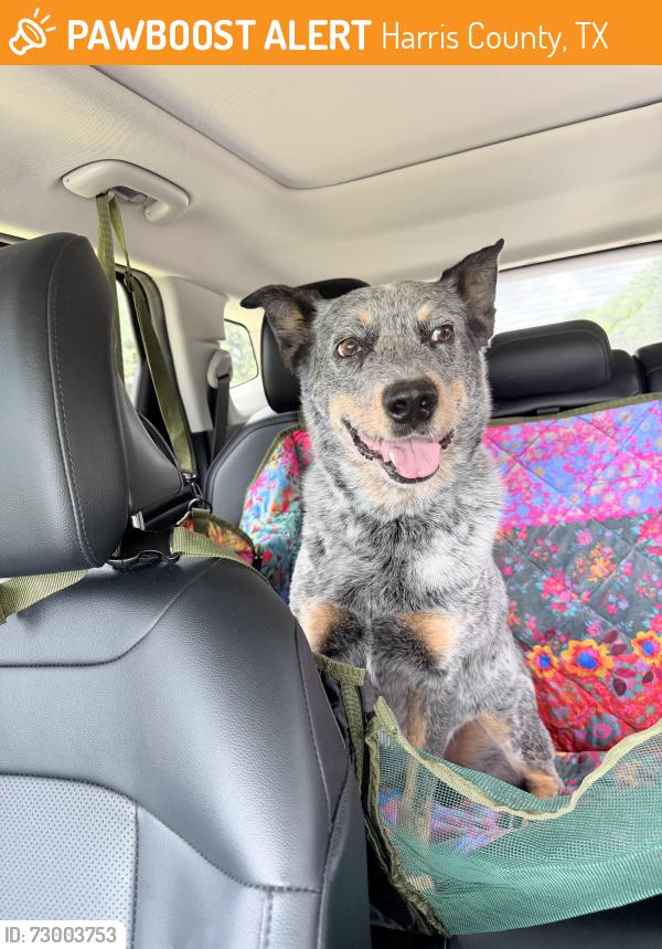 Found/Stray Male Dog last seen King’s Crossing Neighborhood on Stock Rd. and Porter Rd. , Harris County, TX 77449