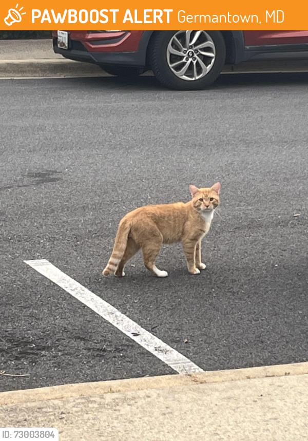Found/Stray Unknown Cat last seen Bailiwick terrace, Germantown, MD 20874