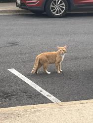 Found/Stray Unknown Cat last seen Bailiwick terrace, Germantown, MD 20874