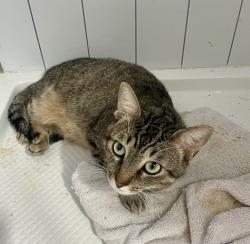 Lost Male Cat last seen Near Grand C Venice, Los Angeles, CA 90291