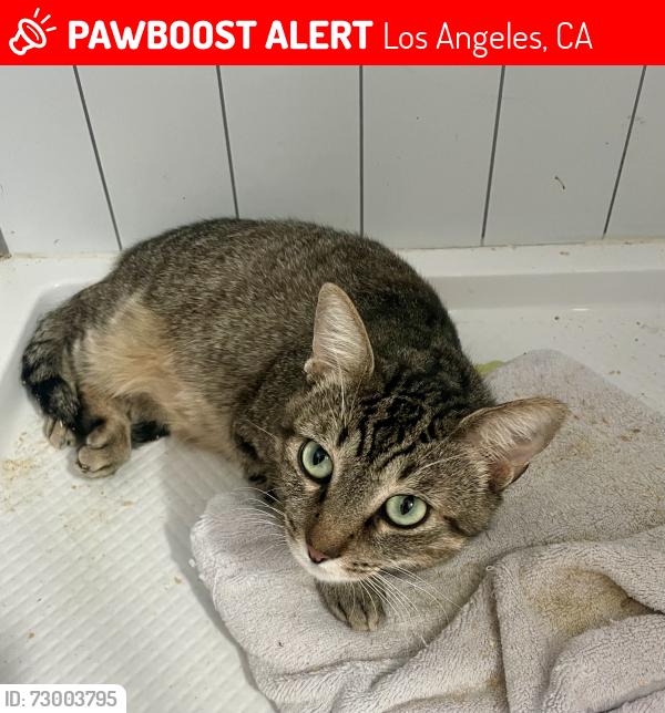 Lost Male Cat last seen Near Grand C Venice, Los Angeles, CA 90291