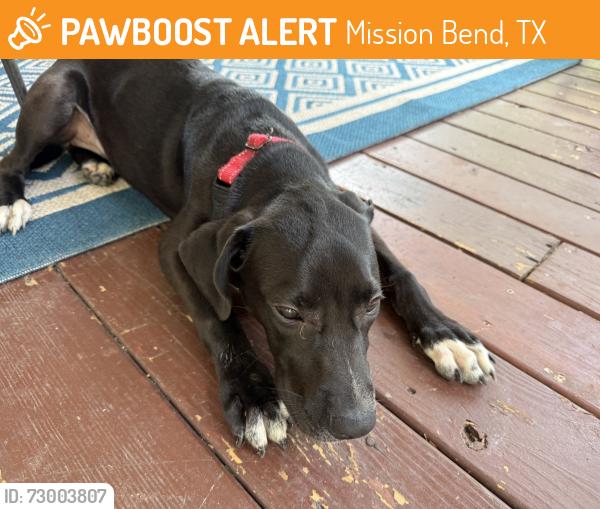 Found/Stray Female Dog last seen Near FM, Mission Bend, TX 77083