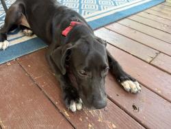 Found/Stray Female Dog last seen Near FM, Mission Bend, TX 77083