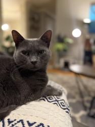 Lost Male Cat last seen Lipan and Union, Englewood, CO 80110