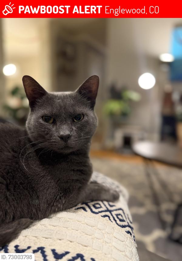 Lost Male Cat last seen Lipan and Union, Englewood, CO 80110