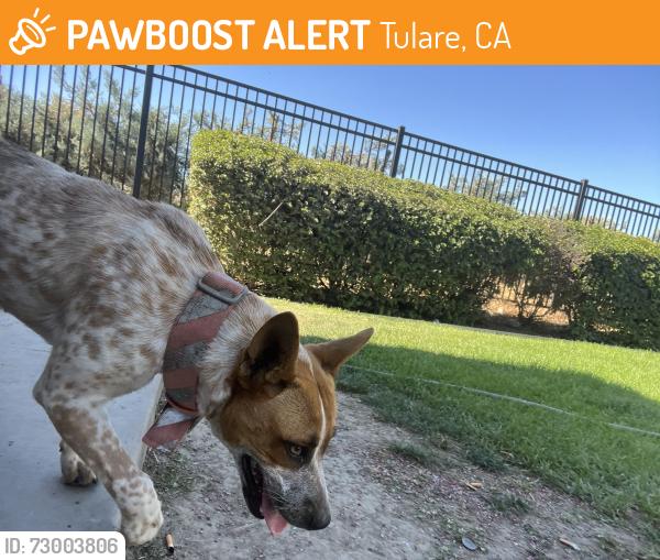 Found/Stray Unknown Dog last seen Laspina st and E aspen ave, Tulare, CA 93274