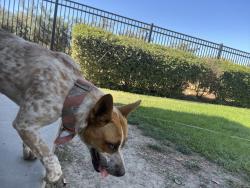 Found/Stray Unknown Dog last seen Laspina st and E aspen ave, Tulare, CA 93274