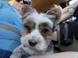 Found/Stray Male Dog last seen Near Central Arizona College , Apache Junction, AZ 85119