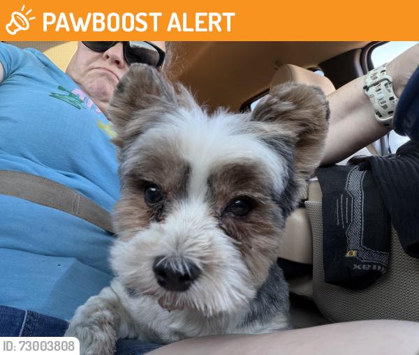 Found/Stray Male Dog last seen Near Central Arizona College , Apache Junction, AZ 85119