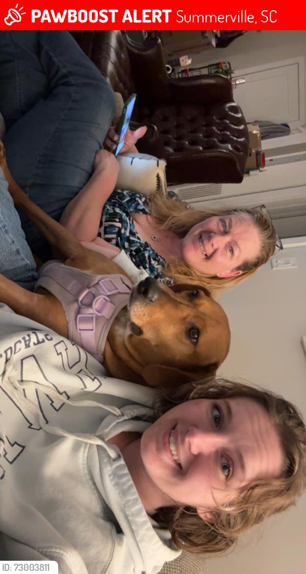 Lost Male Dog last seen Near coronet st, Summerville sc, Summerville, SC 29483