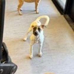Shelter Stray Female Dog last seen , 4575 E Mesquite Ave, Palm Springs, CA 92264, USA