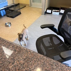 Shelter Stray Female Dog last seen , 4575 E Mesquite Ave, Palm Springs, CA 92264, USA