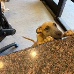 Shelter Stray Female Dog last seen , 4575 E Mesquite Ave, Palm Springs, CA 92264, USA