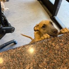 Shelter Stray Female Dog last seen , 4575 E Mesquite Ave, Palm Springs, CA 92264, USA
