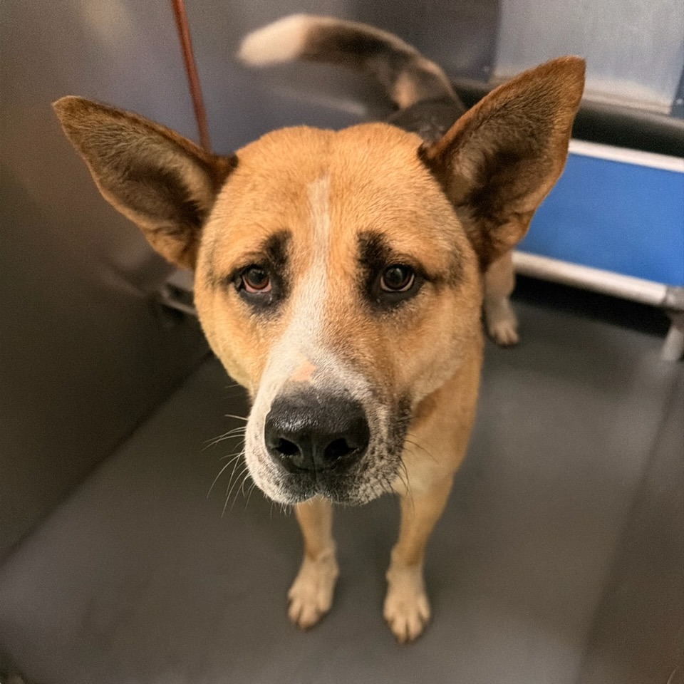 Shelter Stray Male Dog last seen , 2350 Appling City Cove, Memphis, TN 38133, USA