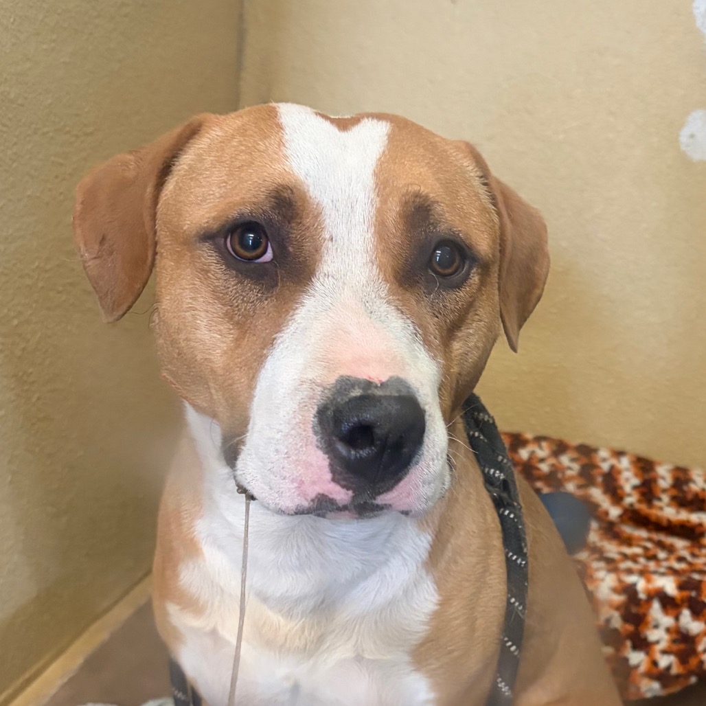 Shelter Stray Unknown Dog last seen , 11665 US-89, Flagstaff, AZ 86004, USA