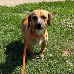 Shelter Stray Female Dog last seen , 328 Furman Hall Rd, Greenville, SC 29609, USA