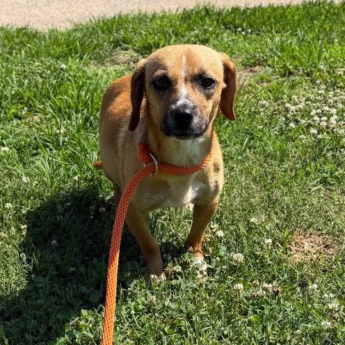 Shelter Stray Female Dog last seen , 328 Furman Hall Rd, Greenville, SC 29609, USA