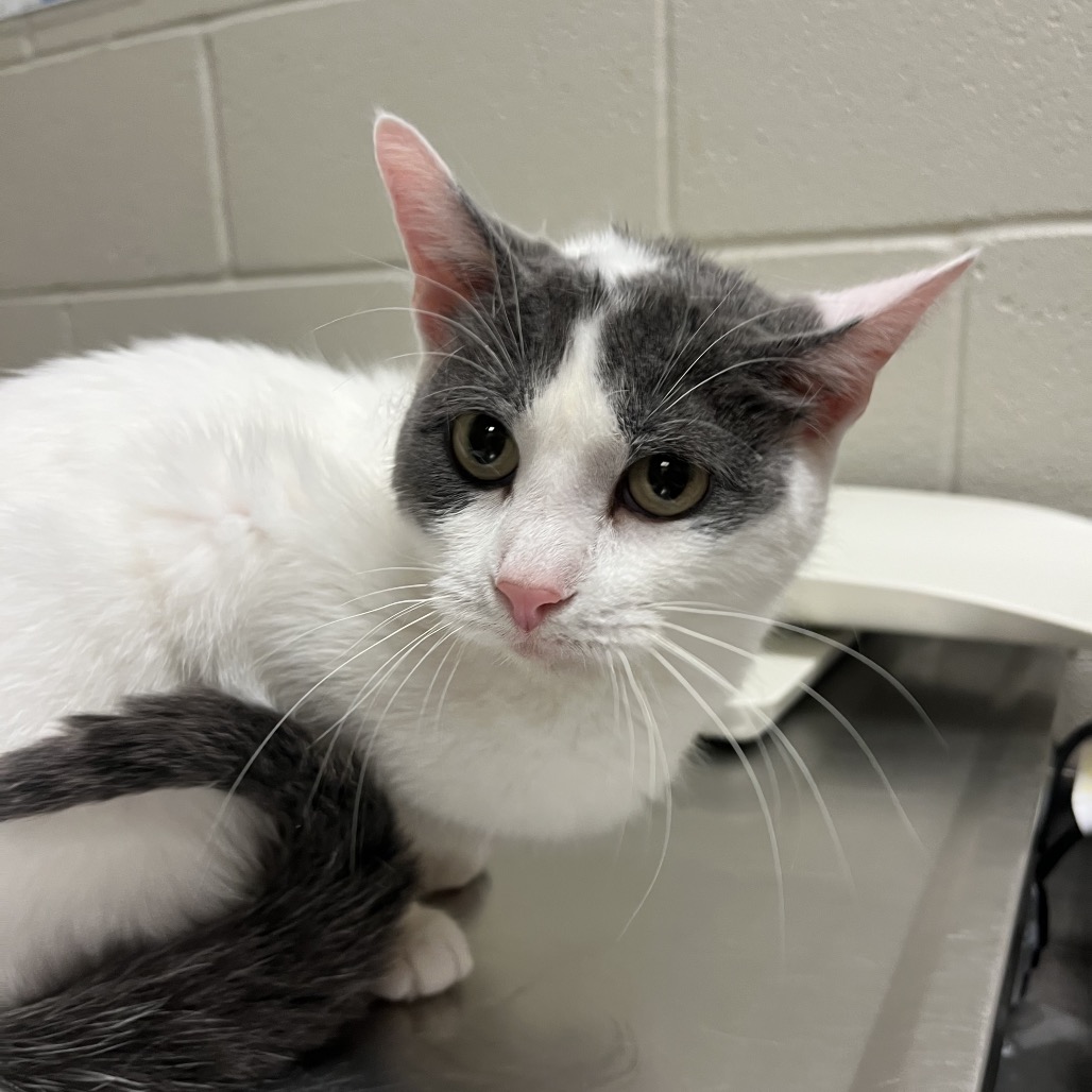 Shelter Stray Female Cat last seen , 54687 Co Rd 19, Bristol, IN 46507, USA