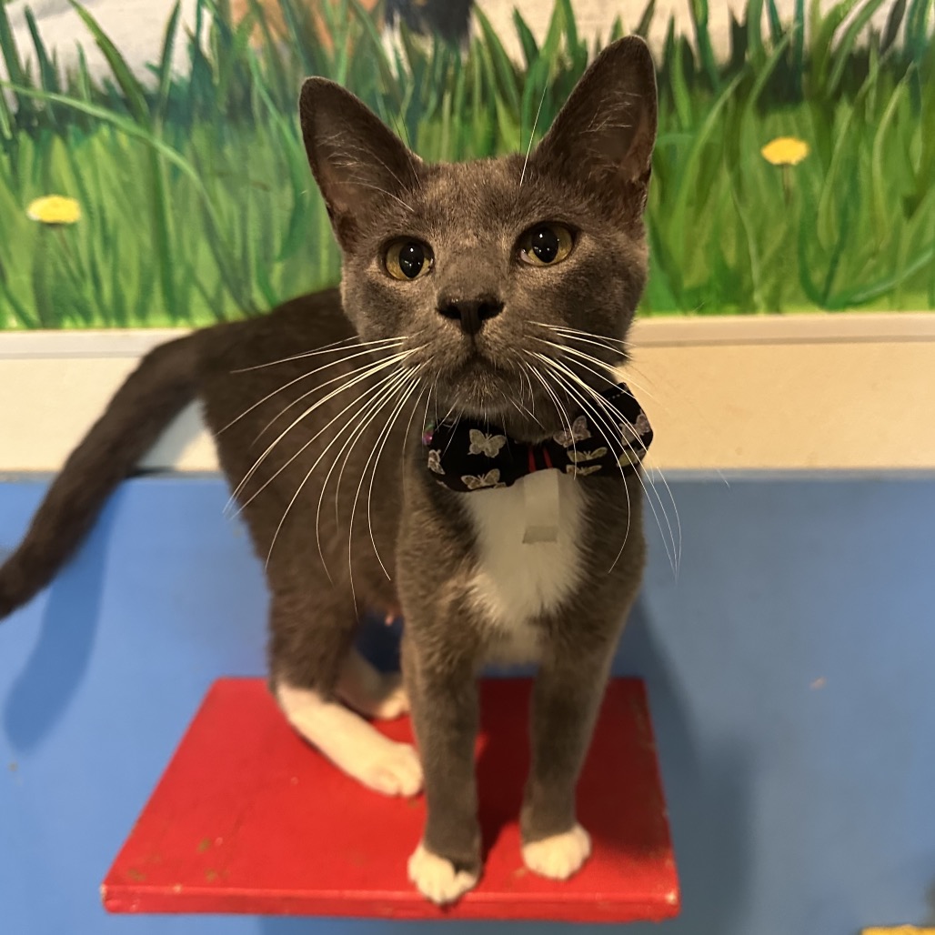 Shelter Stray Female Cat last seen , 2451 N Expressway 281, Edinburg, TX 78541, USA