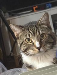 Reunited Male Cat last seen west chew ave, Philadelphia, PA 19120