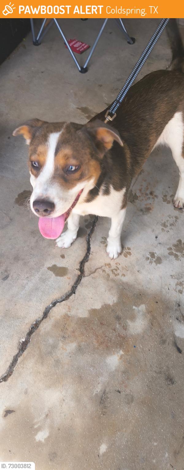 Found/Stray Female Dog last seen Usf 217 and 150, Coldspring, TX 77331