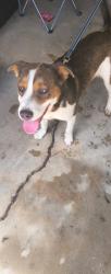 Found/Stray Female Dog last seen Usf 217 and 150, Coldspring, TX 77331