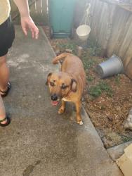 Found/Stray Female Dog last seen Cedar Bluff area, Knoxville, TN 37923