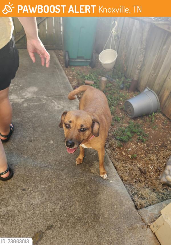 Found/Stray Female Dog last seen Cedar Bluff area, Knoxville, TN 37923