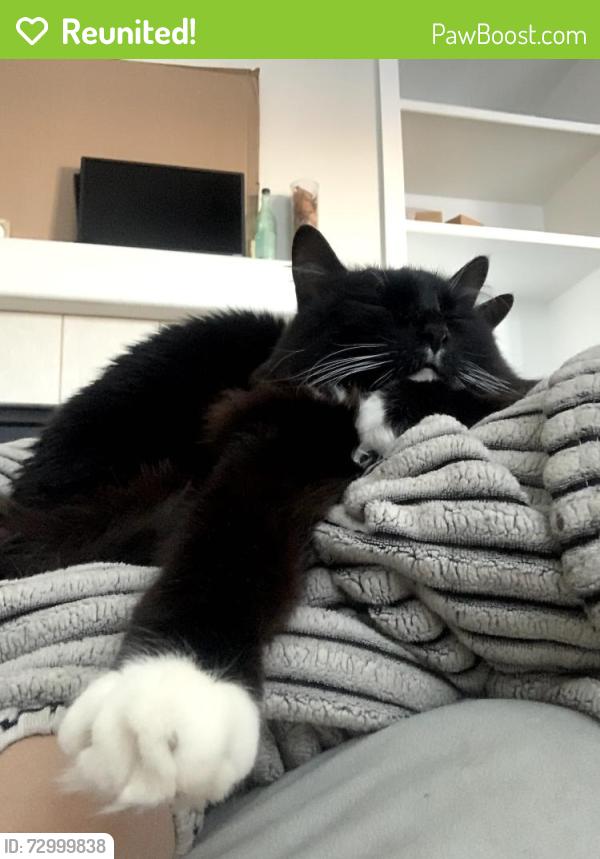 Reunited Male Cat last seen Driveway of house , Parker, CO 80138