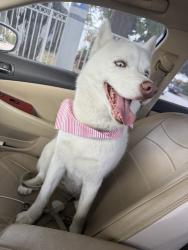 Lost Female Dog last seen Budlong & Vermont, Los Angeles, CA 90062