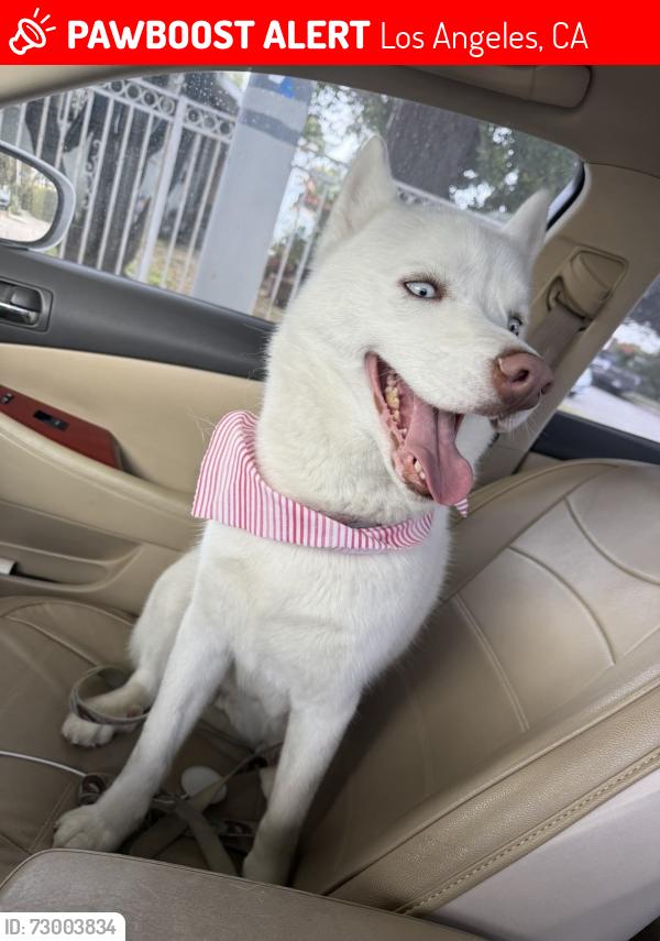 Lost Female Dog last seen Budlong & Vermont, Los Angeles, CA 90062