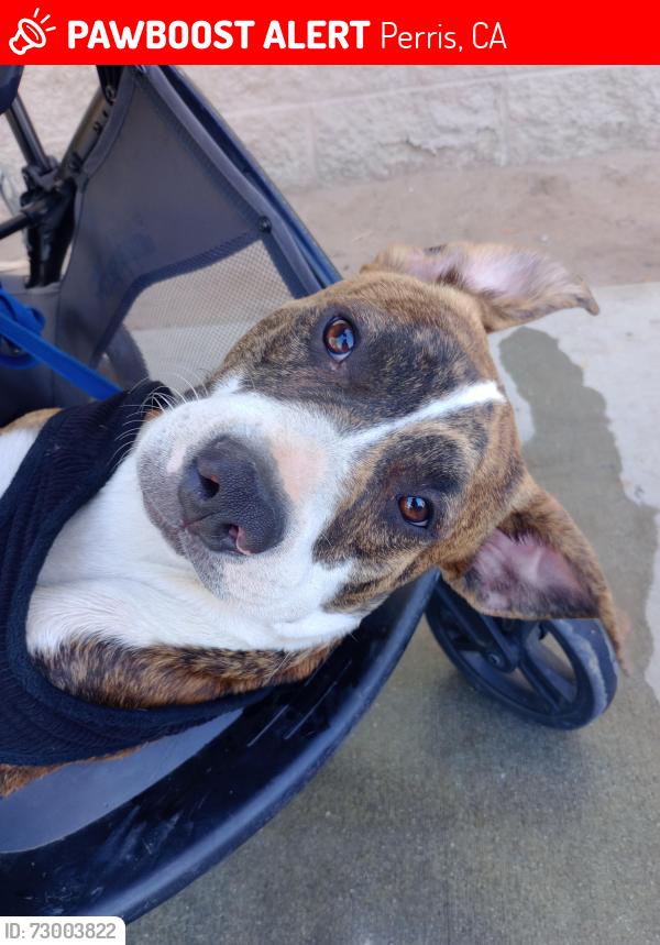 Lost Male Dog last seen The land owned by cindy dang lot the hills , Perris, CA 92570