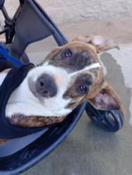 Lost Male Dog last seen The land owned by cindy dang lot the hills , Perris, CA 92570