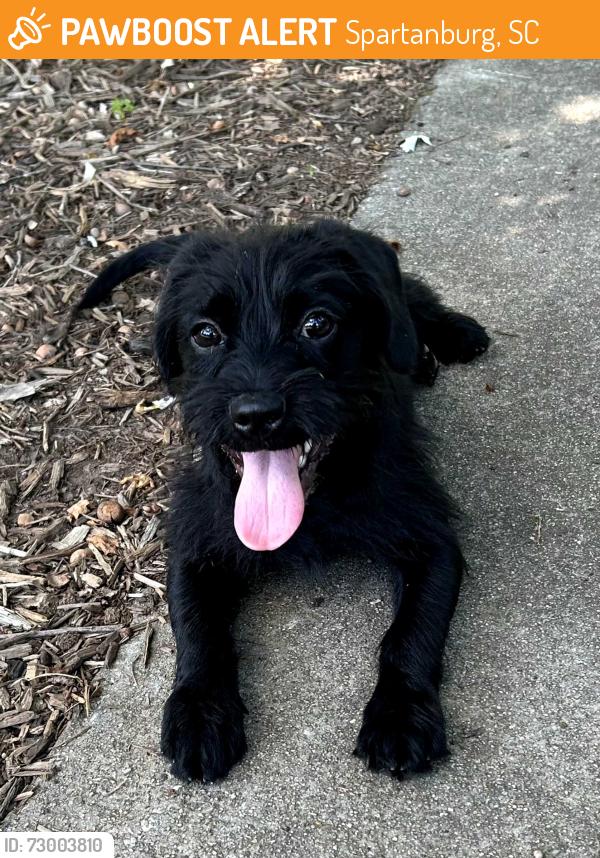 Found/Stray Unknown Dog last seen Cleveland Park, Spartanburg, SC 29303