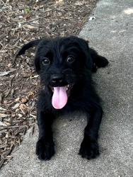 Found/Stray Unknown Dog last seen Cleveland Park, Spartanburg, SC 29303