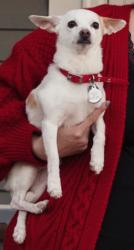 Lost Male Dog last seen NW neighborhood Hampden and Buckley, Aurora, CO 80013