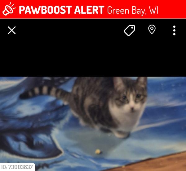 Lost Female Cat last seen Home, Green Bay, WI 54303