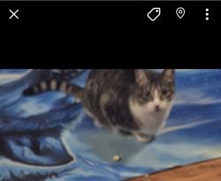 Lost Female Cat last seen Home, Green Bay, WI 54303